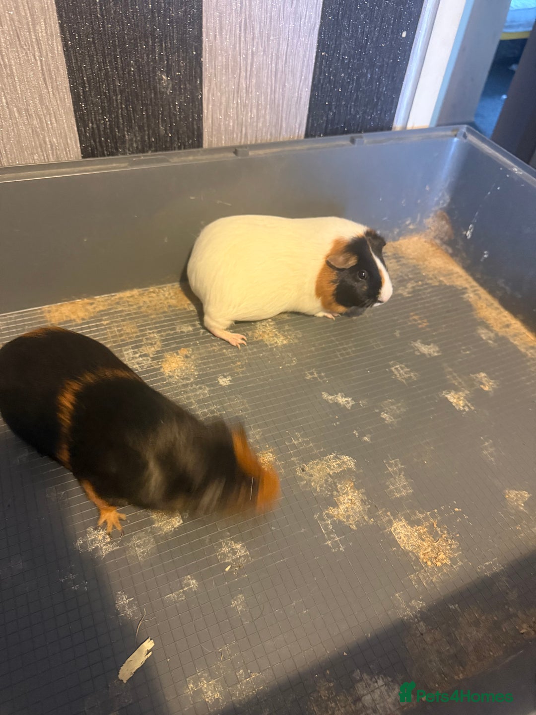 Mixed Breed rodents for sale: Sow Guinea pigs   in Preston - Advert 2
