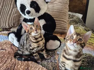 Bengal cats MagicBengal Kittens looking for new homes 🥰 - Advert 6