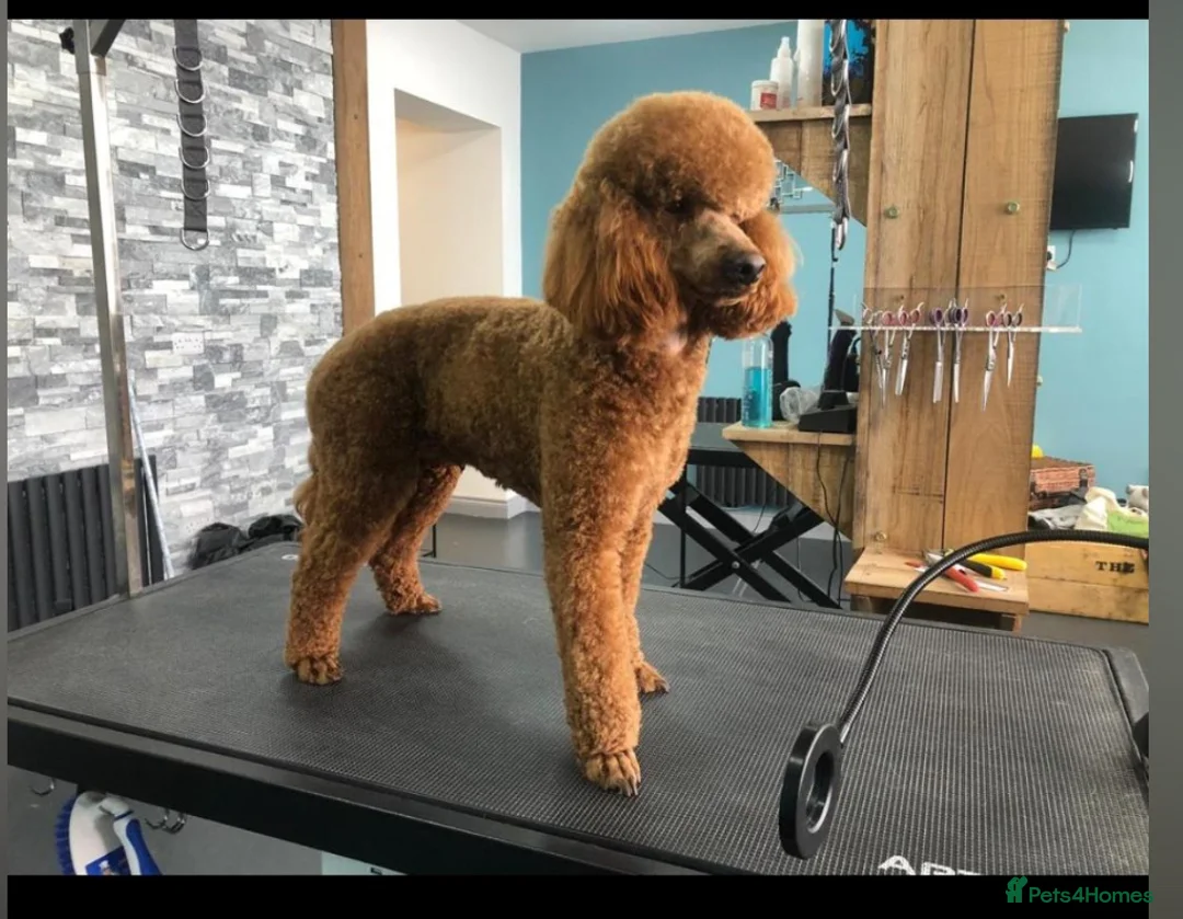 Cockapoo dogs for sale: Cockapoo f1 puppies in Bishop Auckland - Advert 2