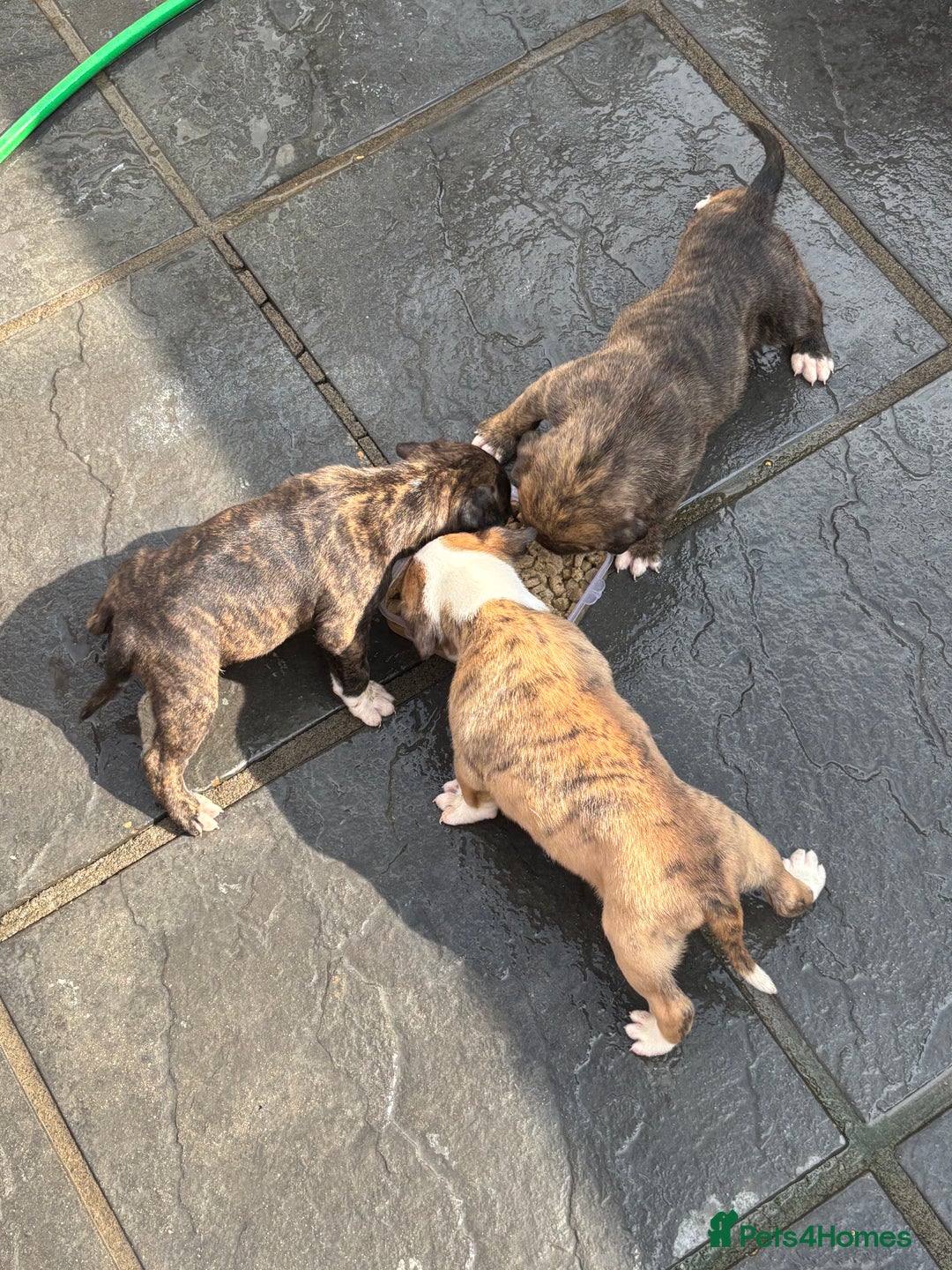 Mixed Breed dogs for sale: French mastiff x American bull dog  - Image 3