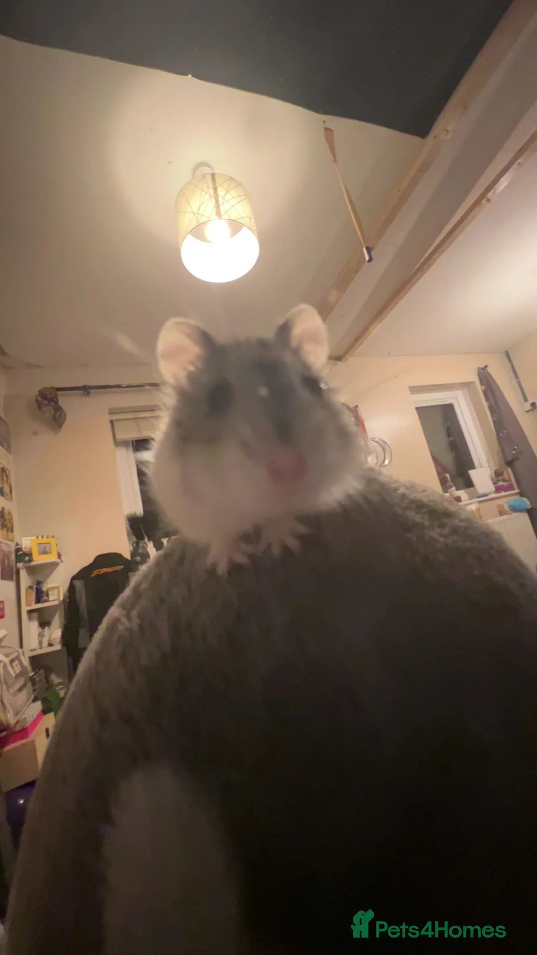 Hamster rodents for sale: Sweet dwarf hamster for sale  - Advert 4