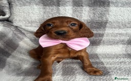 Irish Setter dogs for sale: Out standing litter of kc reg Irish setters - Image 2