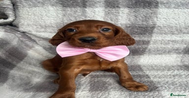Irish Setter dogs - Advert 5