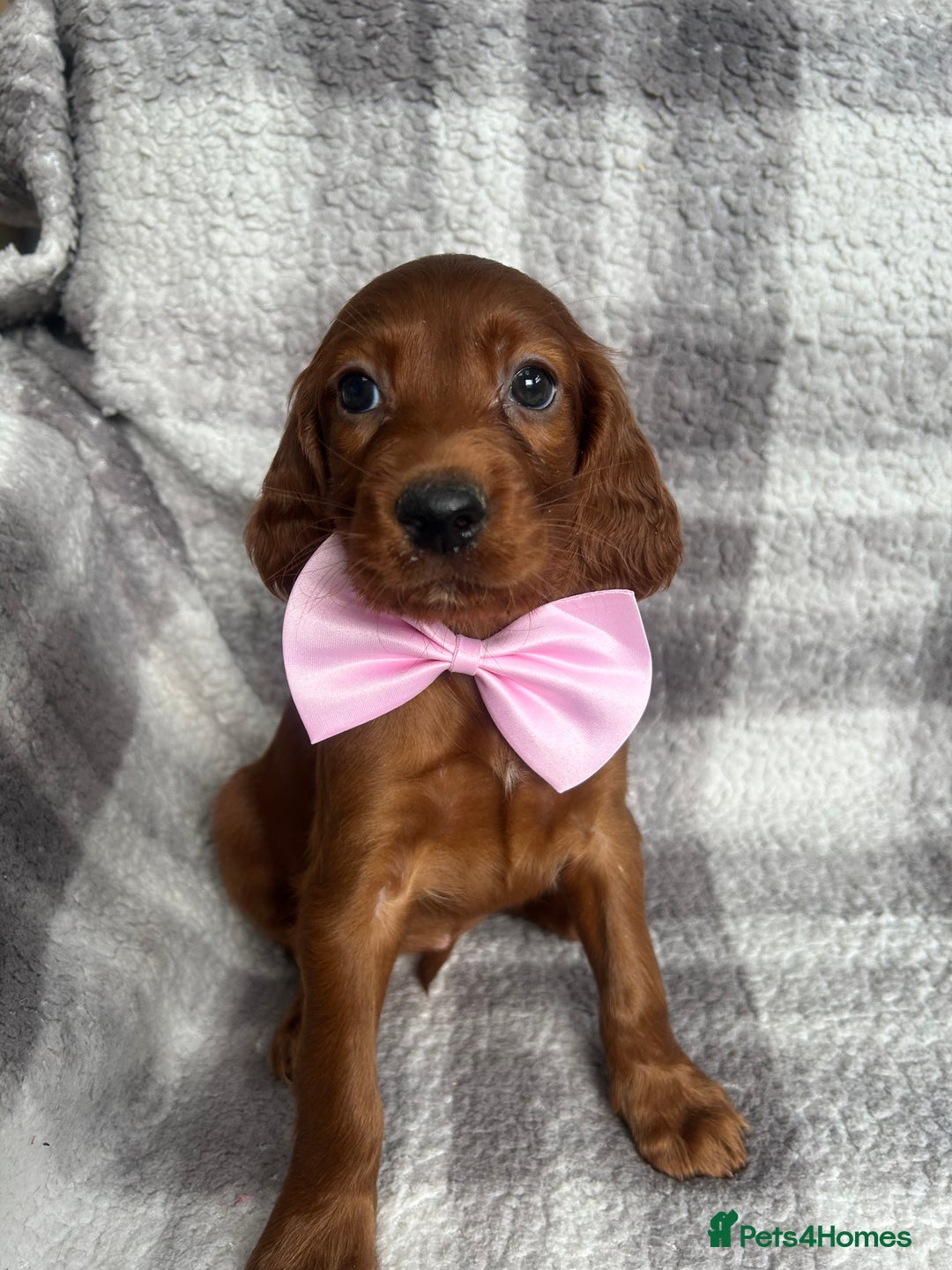 Irish Setter dogs for sale: Out standing litter of kc reg Irish setters - Image 2