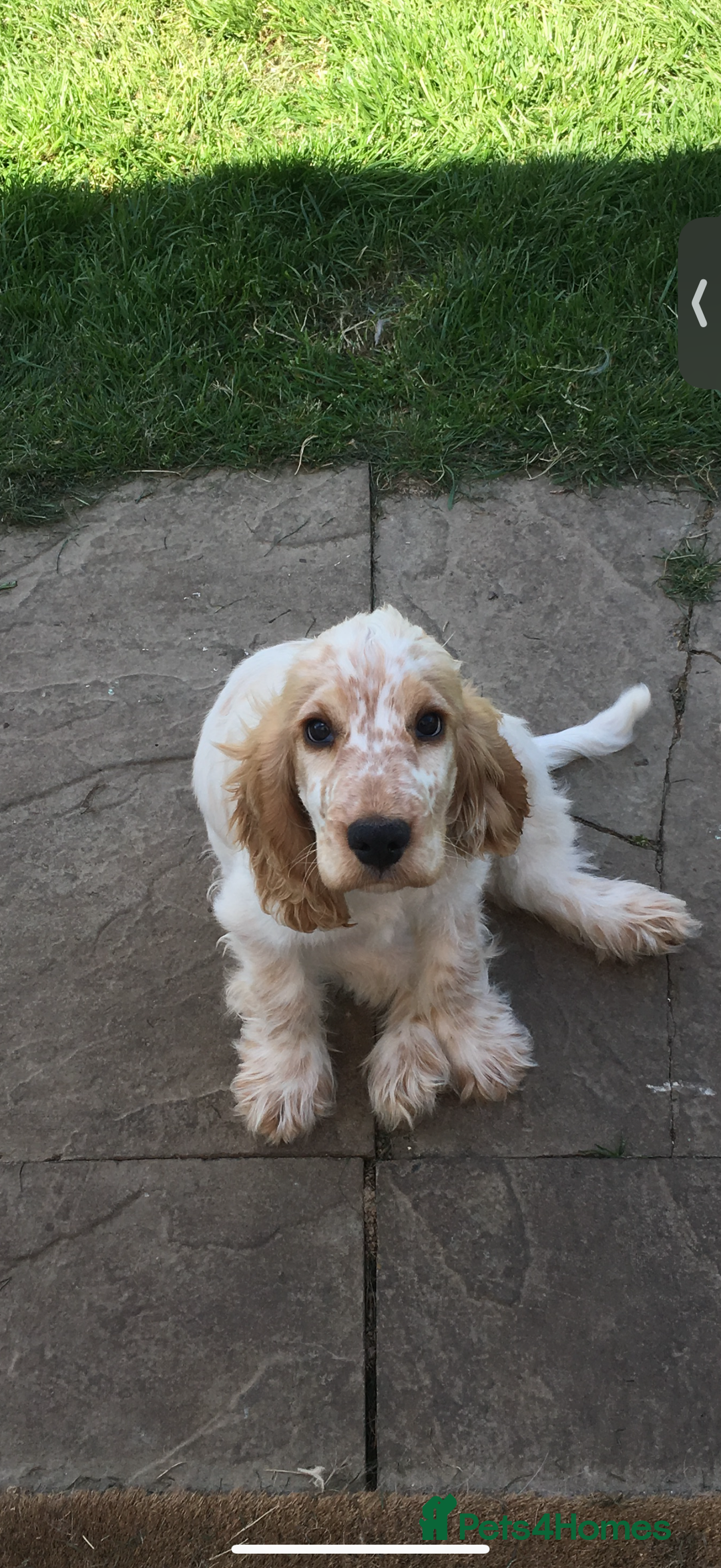 Cocker Spaniel dogs for sale: Beautiful Adult Cocker Spaniel - Advert 3