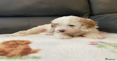 Cavapoo dogs - Advert 3
