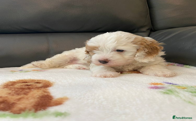 Cavapoo dogs - Advert 10