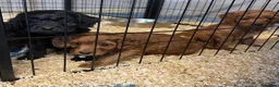 Cockapoo dogs for sale: ADORABLE COCKAPOOS  - Advert 12