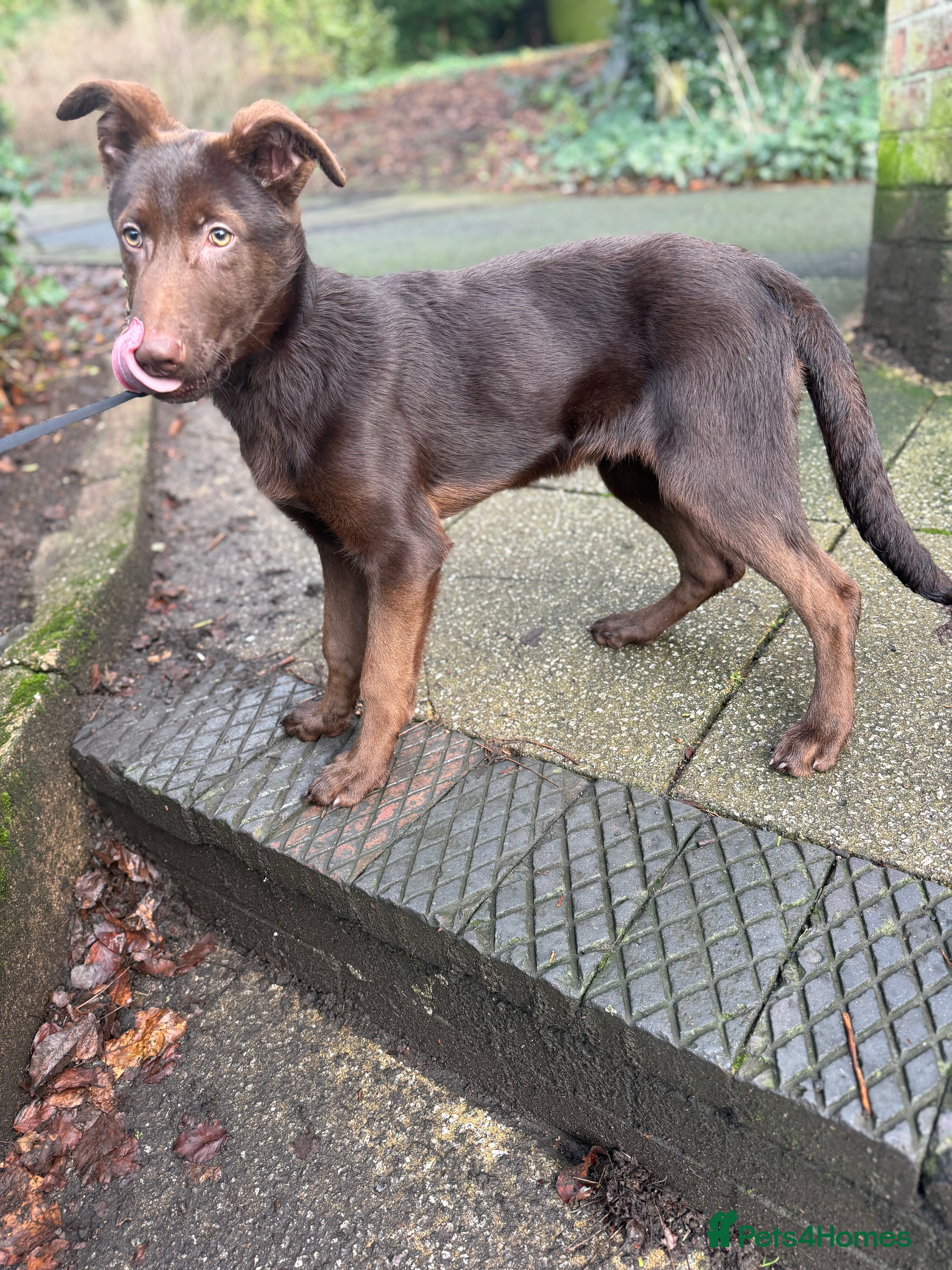 German Shepherd dogs German Shepherd Liver and Tan Male  - Advert 3