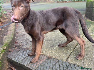 German Shepherd dogs German Shepherd Liver and Tan Male - Advert 3