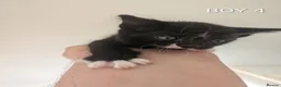 Mixed Breed cats for sale: 6 beautiful kittens looking for forever homes in Stoke-on-Trent - Advert 5