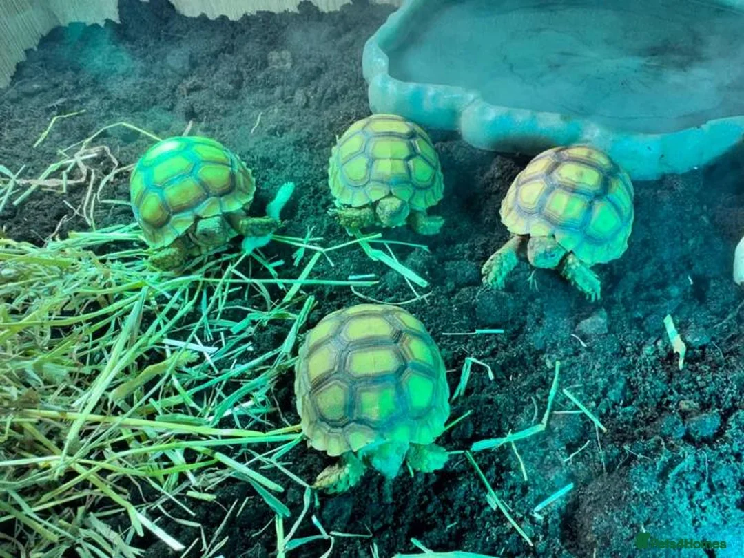 Tortoise reptiles for sale: Sulcata Tortoise  - Advert 2
