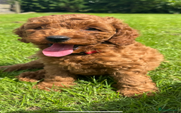 Cockapoo dogs for sale: Cockerpoo  in Carmarthen - Image 8