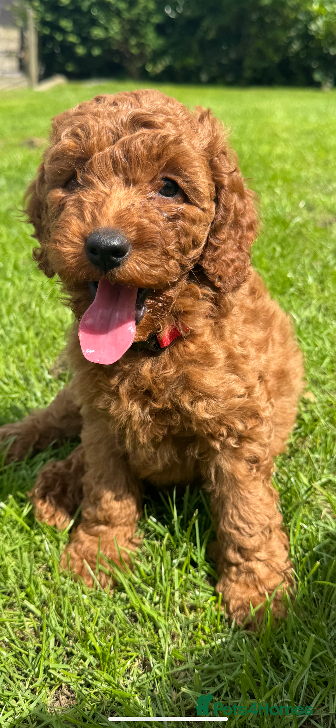 Cockapoo dogs for sale: Cockerpoo  in Carmarthen - Image 8