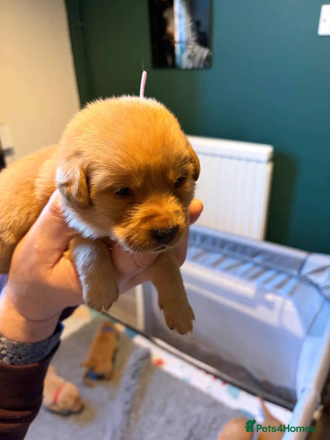 Labrador Retriever dogs for sale: Labrador  in Dorchester - Advert 21