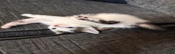 Domestic Shorthair cats for sale: Beautiful kittens ready for their forever homes 🩷 - Advert 4