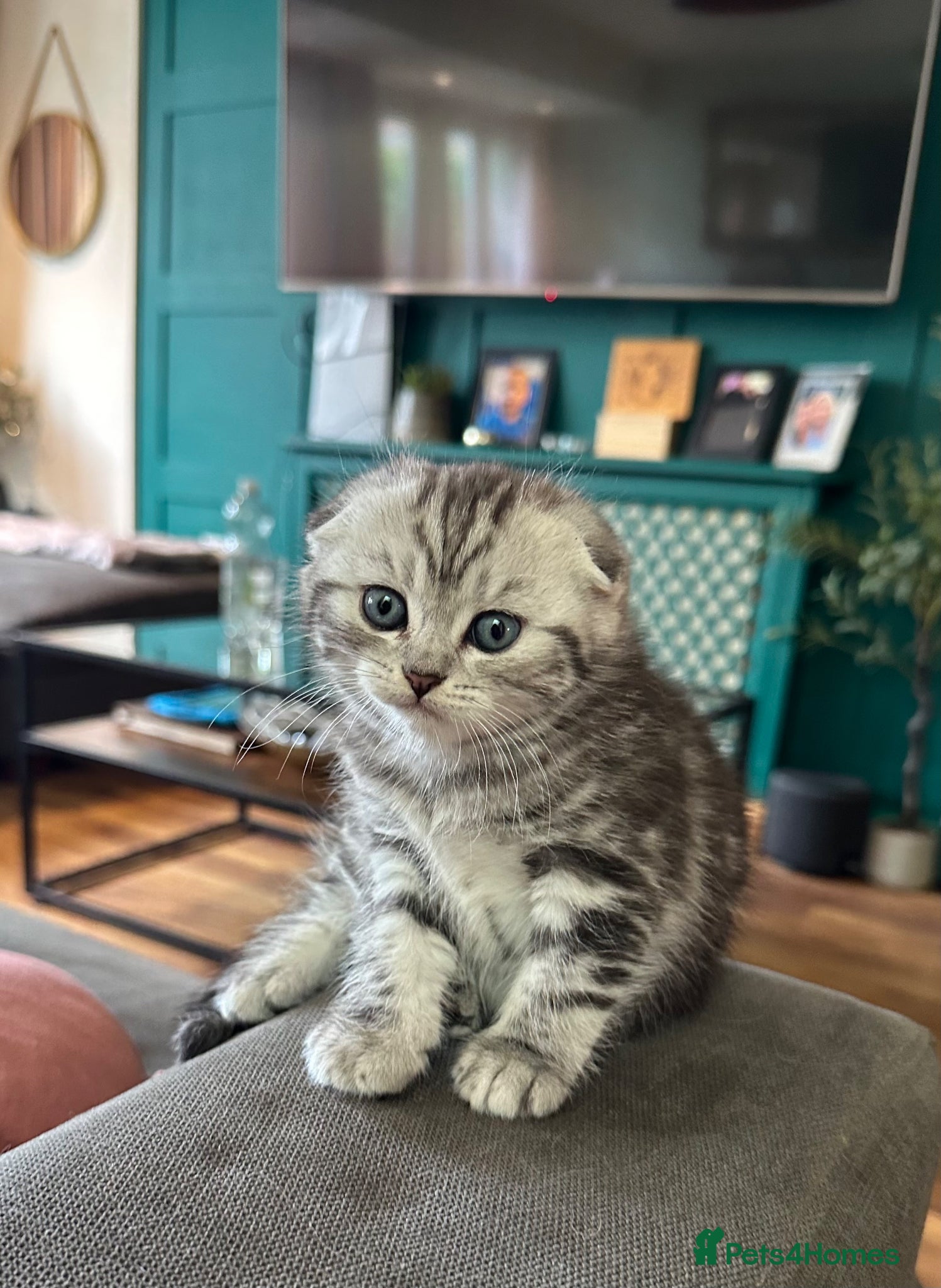 Scottish Fold cats Scottish Fold Kittens  - Advert 4