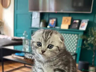Scottish Fold cats Scottish Fold Kittens - Advert 3