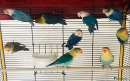 Lovebirds birds for sale: Beautiful lovebirds for sale. - Image 14