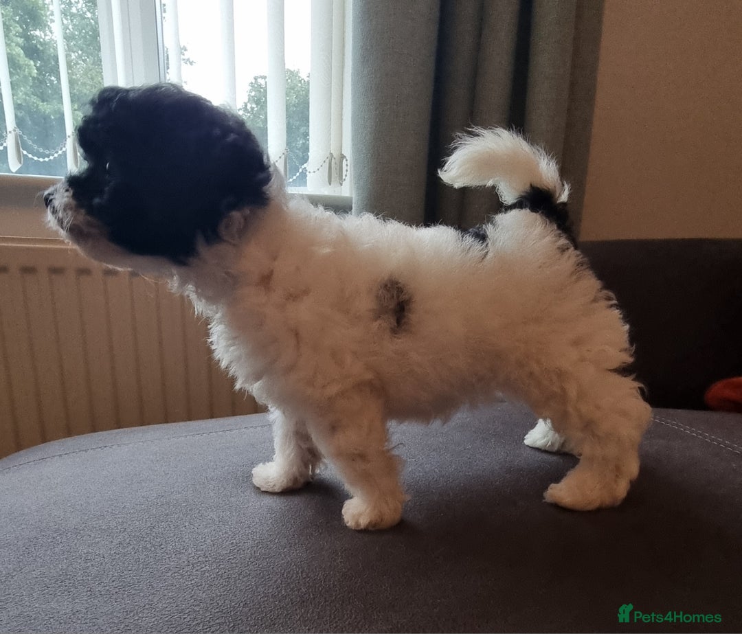 Cockapoo dogs for sale: Best Friend Sofa Companions 🥰 Fully vaccinated  - Image 24