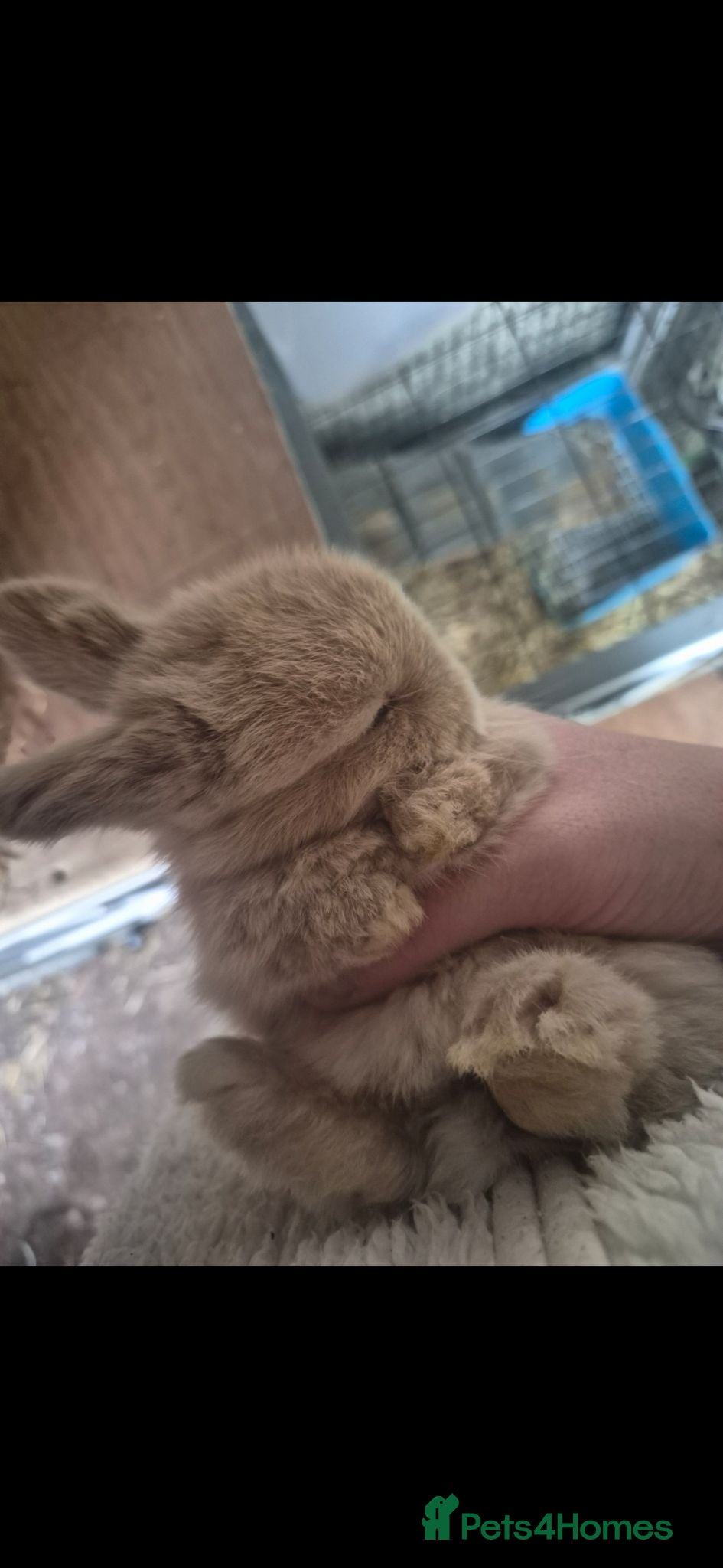 Mini Lop rabbits Mini lops - Advert 20