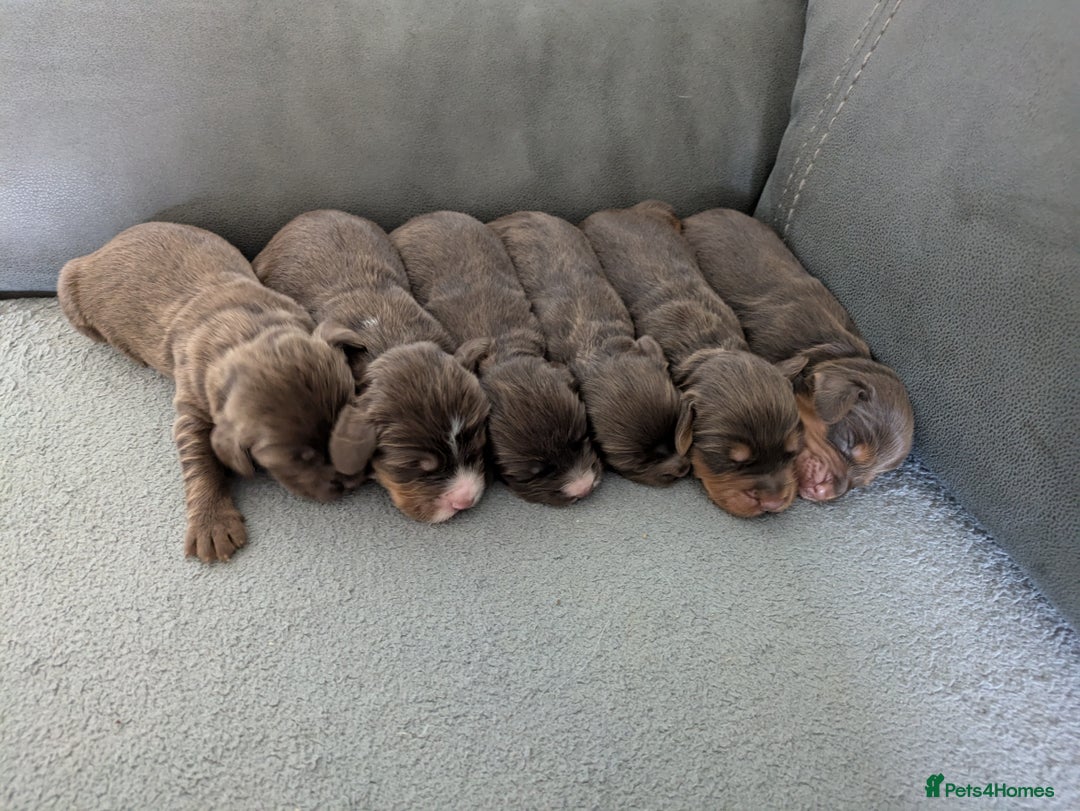 Cocker Spaniel dogs for sale: Chocolate/Chocolate Tan working cocker pups - Advert 1
