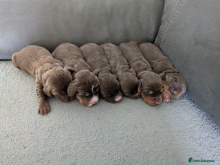 Cocker Spaniel dogs for sale: Chocolate/Chocolate Tan working cocker pups - Advert 1