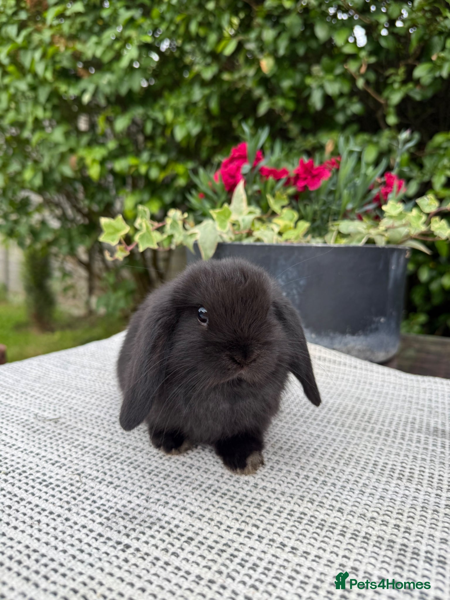 Mini Lop rabbits 1 Beautiful Mini Lop  - Advert 22