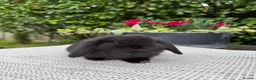 Mini Lop rabbits for sale: 4 Beautiful Mini Lops - Advert 3