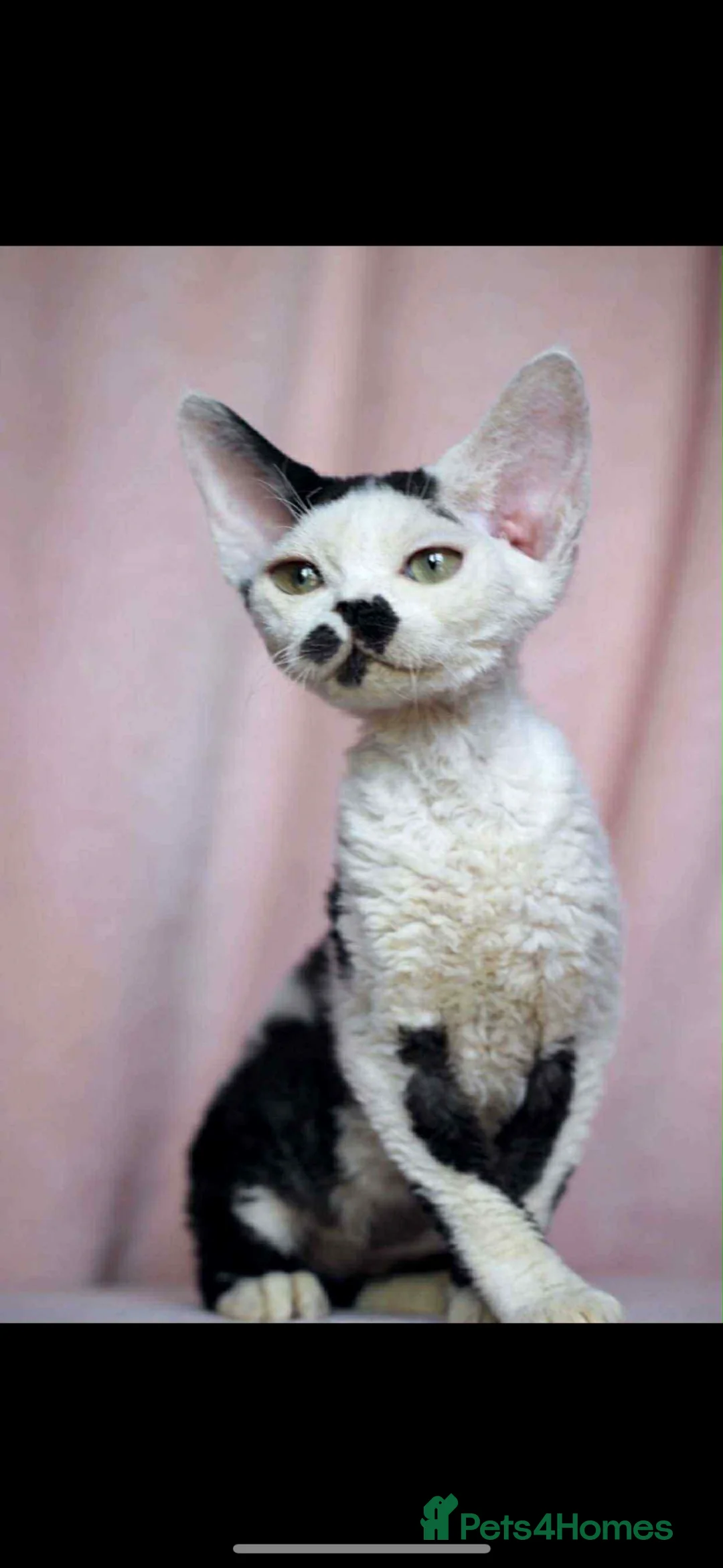 Devon Rex cats for stud: Super amazing boy for stud - Advert 10