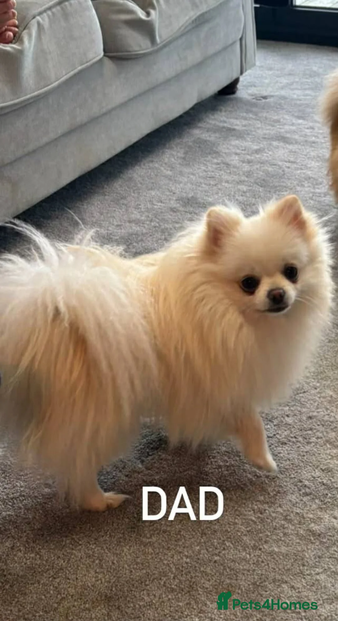 Pomeranian dogs for sale: 2 Girls – Adorable Pomeranian Puppies for Sale 🐾 - Advert 11