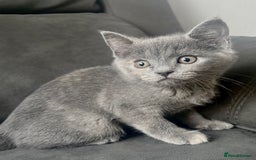 British Shorthair cats for sale: Beautiful Purebreed British Shorthair X Tabby - Image 3