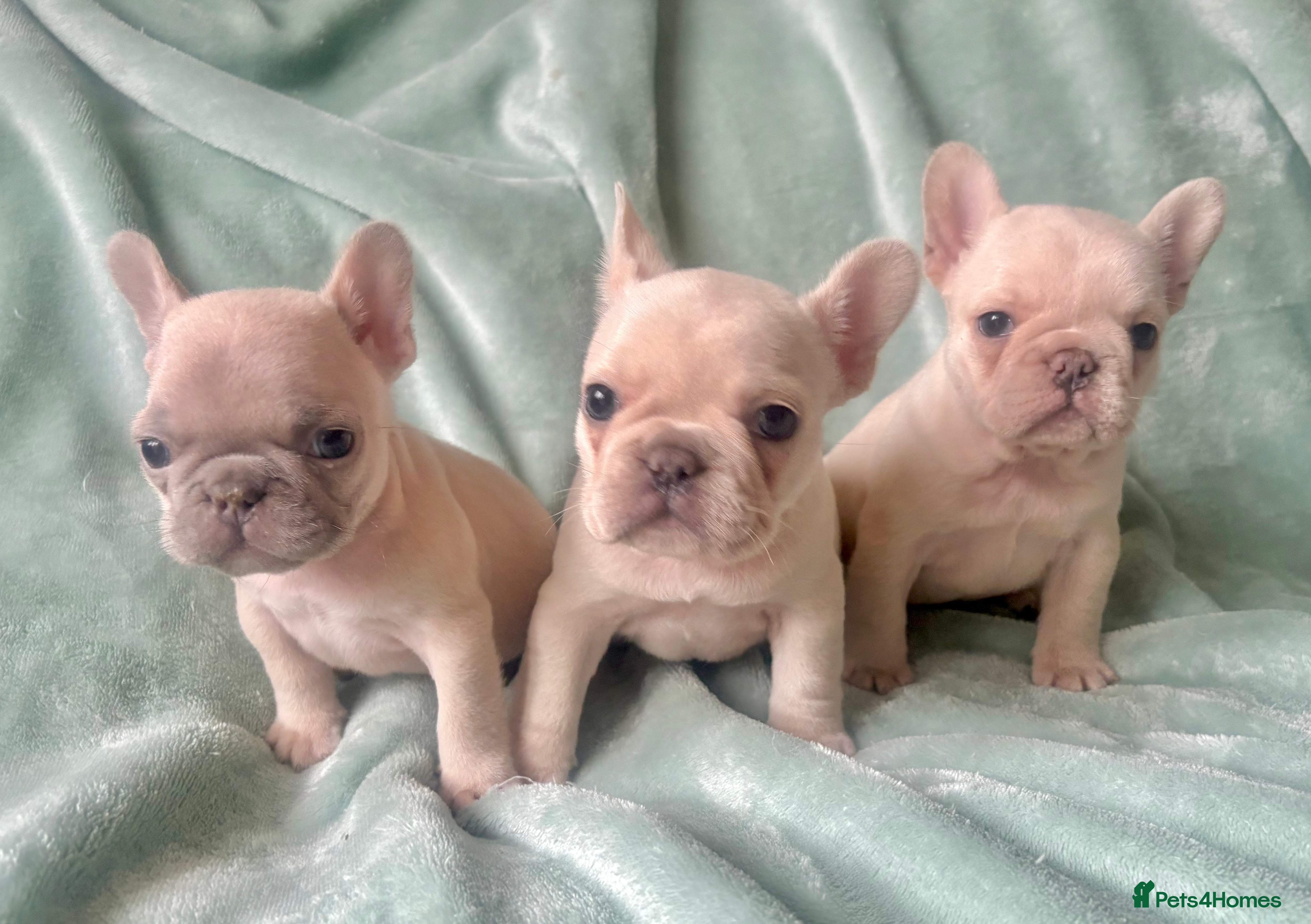 French Bulldog dogs French Bull Dog Puppies - Advert 22