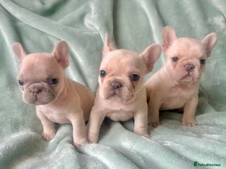 French Bulldog dogs French Bull Dog Puppies - Advert 22