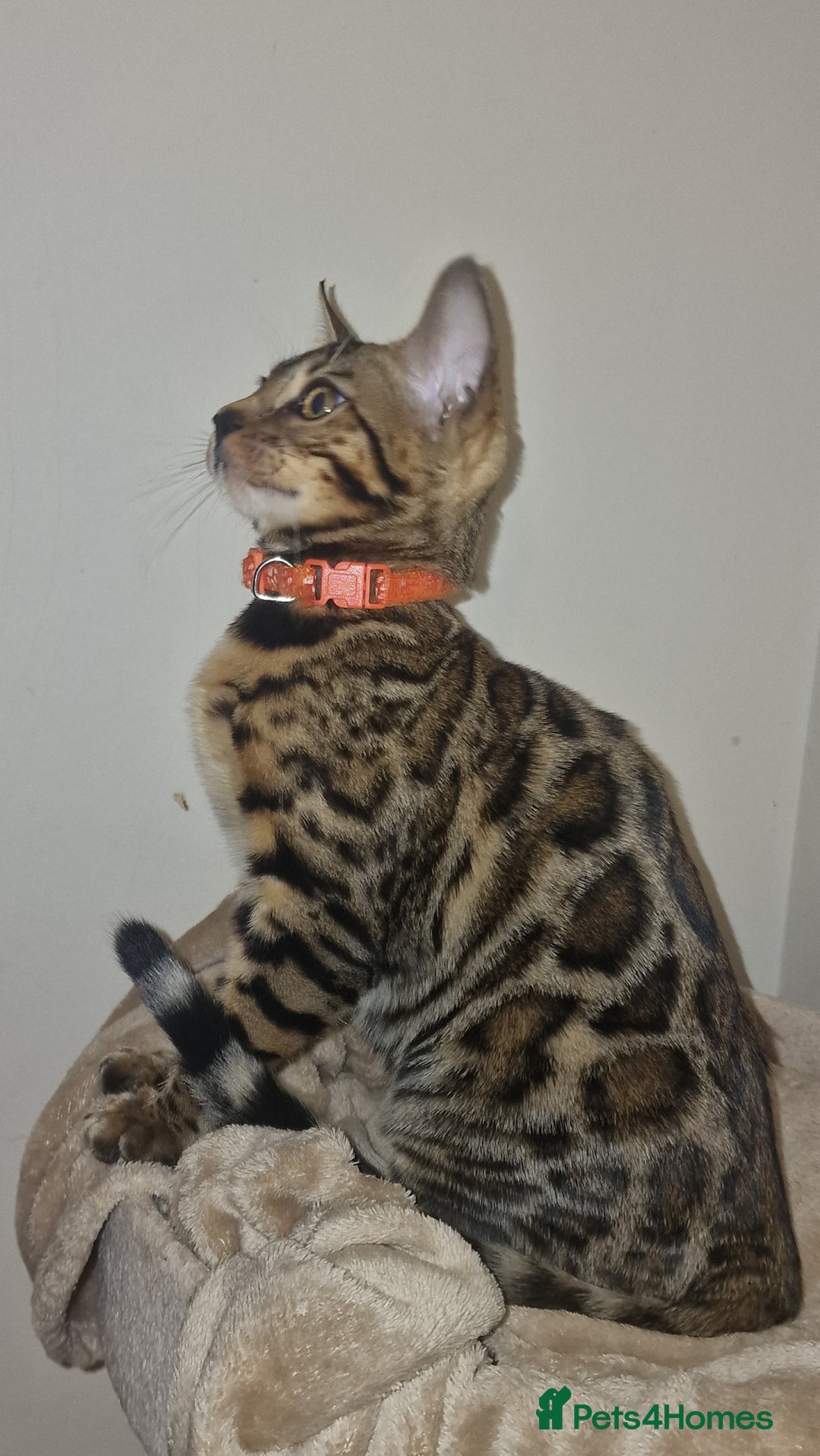 Bengal cats for sale:  🌟 Stunning Bengal Kittens  🌟 🥰🥰 - Image 18