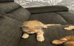 Maine Coon cats for sale: 1 boy is now available and 2 cream girls   - Image 31