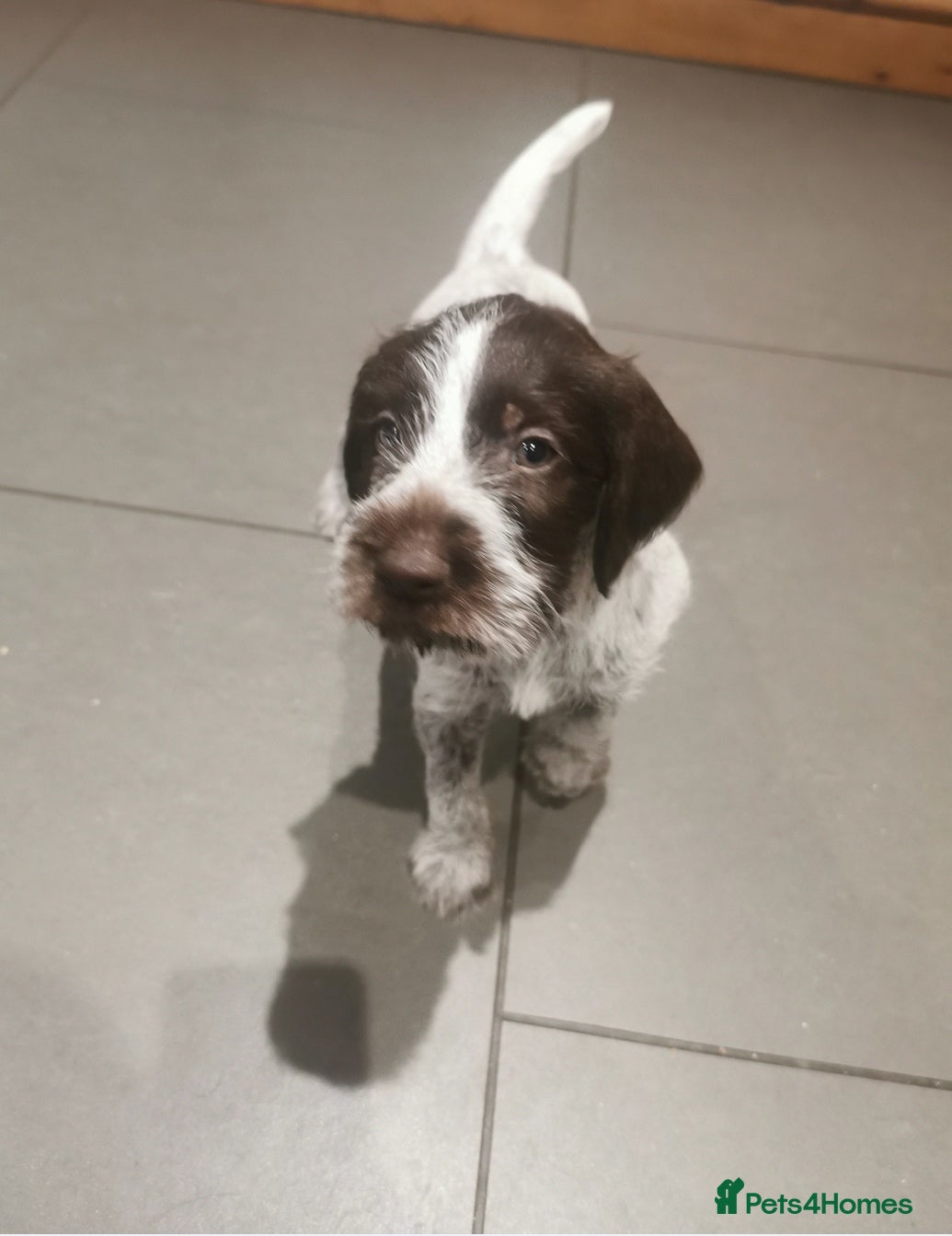 German Wirehaired Pointer dogs 4 x beautiful german wirehaired pointers  - Advert 8