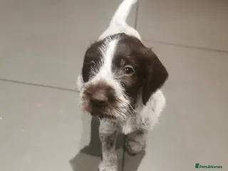 German Wirehaired Pointer dogs 4 x beautiful german wirehaired pointers - Advert 8