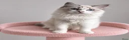 Ragdoll cats for sale: Beautiful TICA Registered Ragdoll Kittens - Advert 8