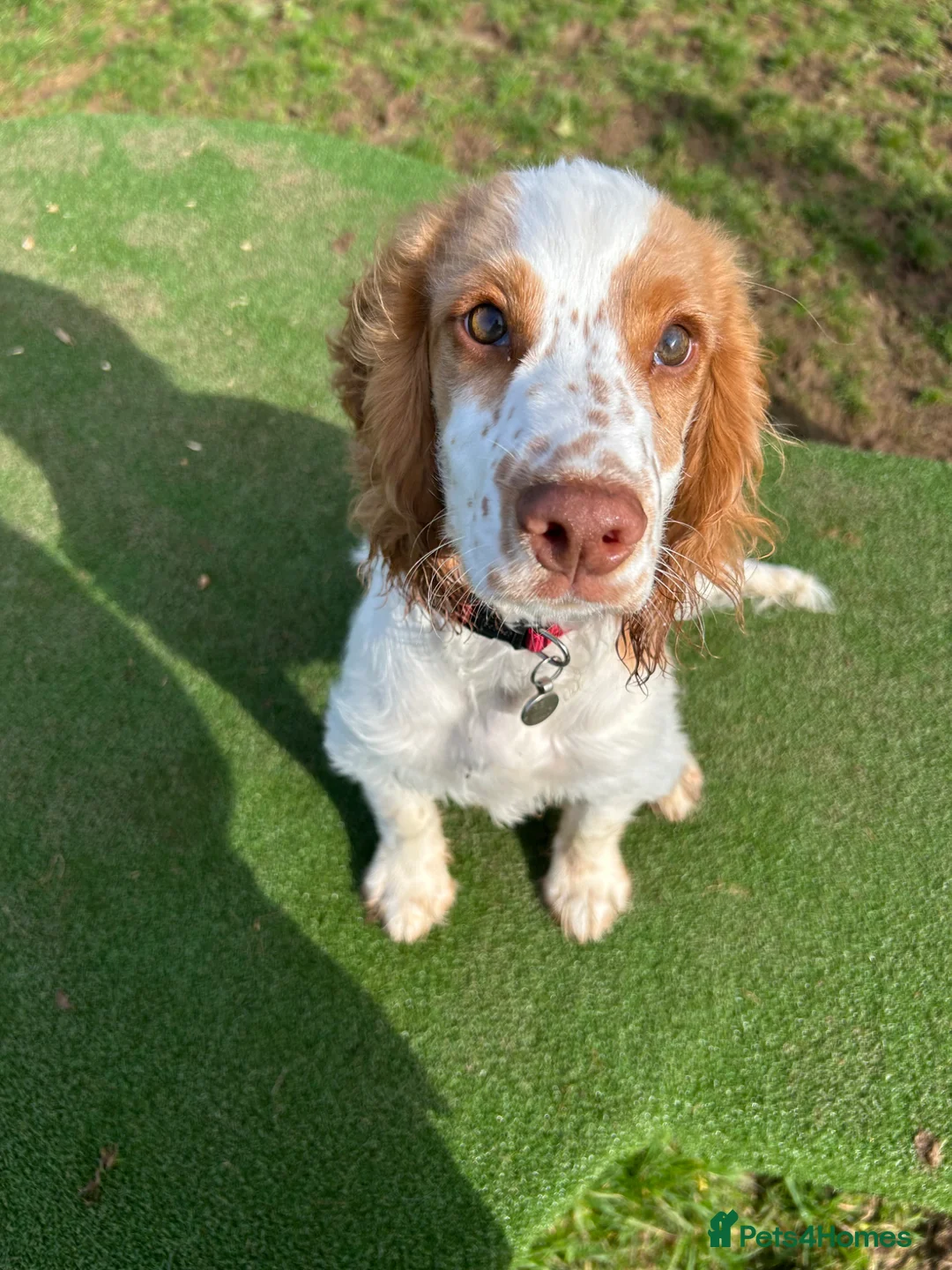 Cocker Spaniel dogs for sale: Cocker spaniel - REX - 6 months  in Tavistock - Advert 1