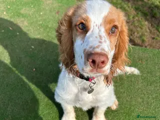 Cocker Spaniel dogs Cocker spaniel - REX - 6 months - Advert 2