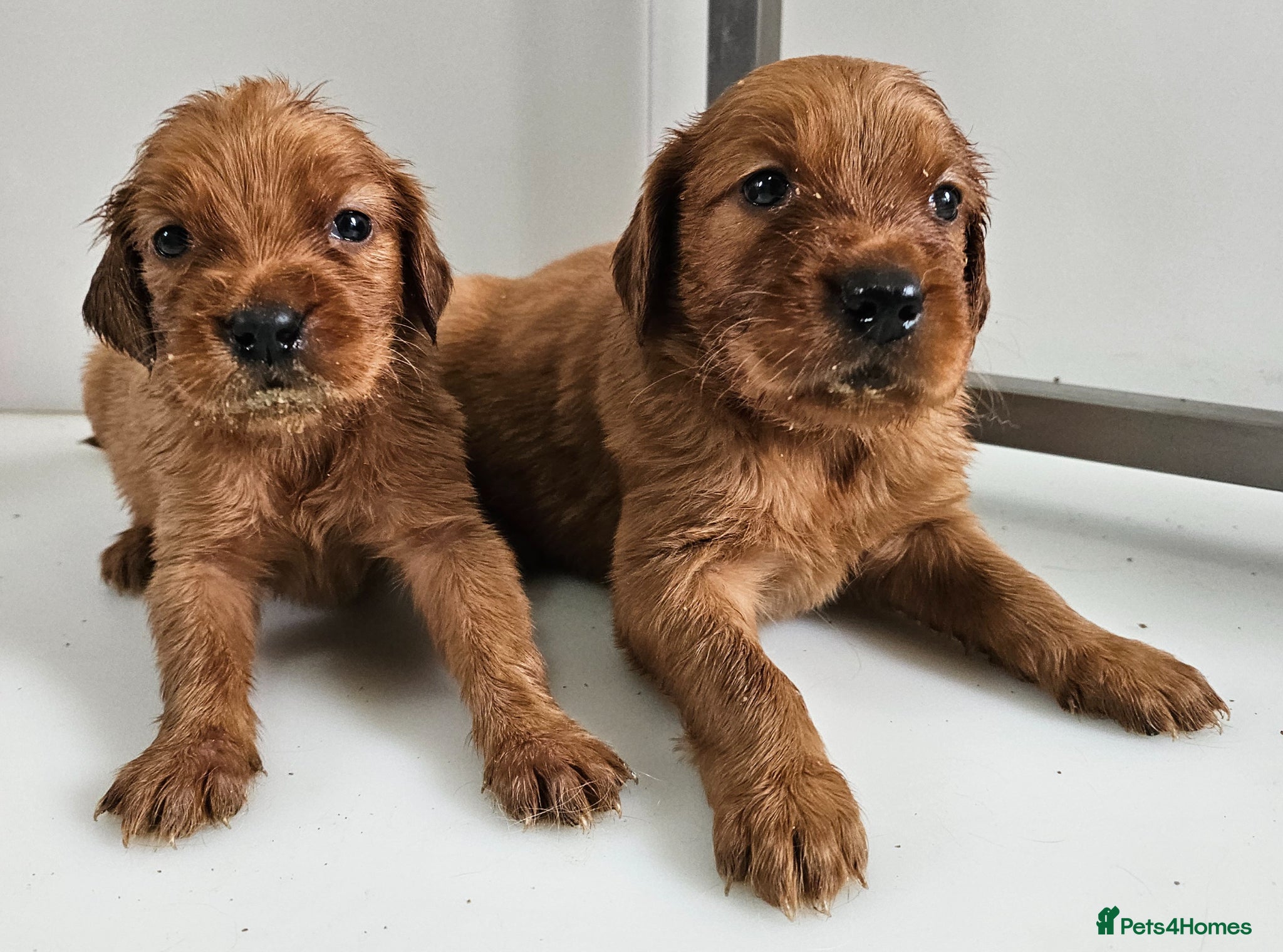 Mixed Breed dogs GOLDEN IRISH MALES - Advert 1