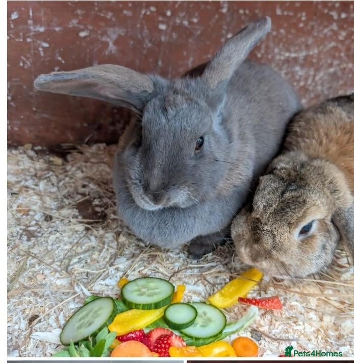 Mixed Breed rabbits Bonded neutered pair for Sale - Advert 2