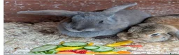 Mixed Breed rabbits for sale: Bonded neutered pair for Sale in Preston - Advert 1