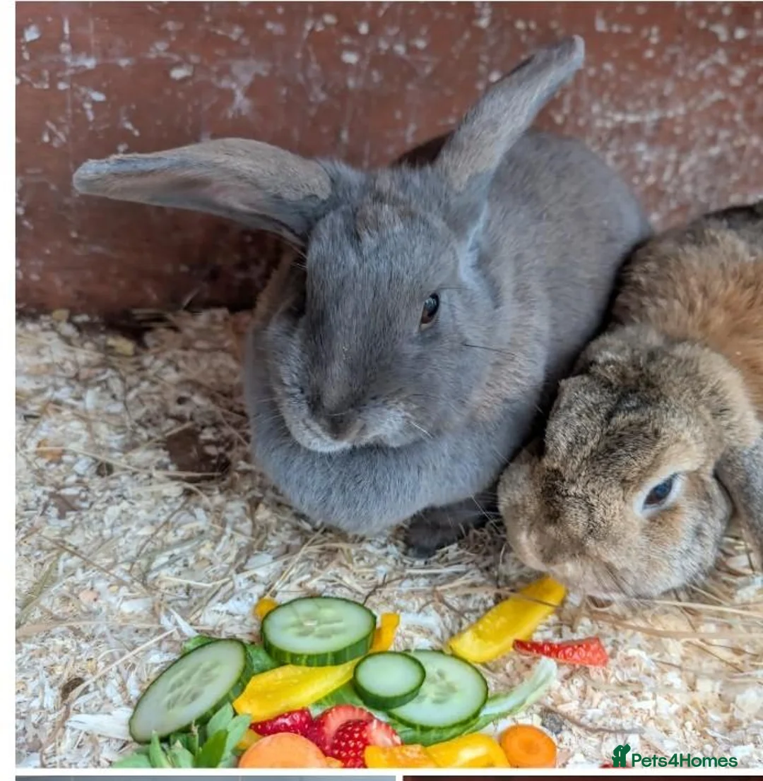 Mixed Breed rabbits for sale: Bonded neutered pair for Sale in Preston - Advert 1