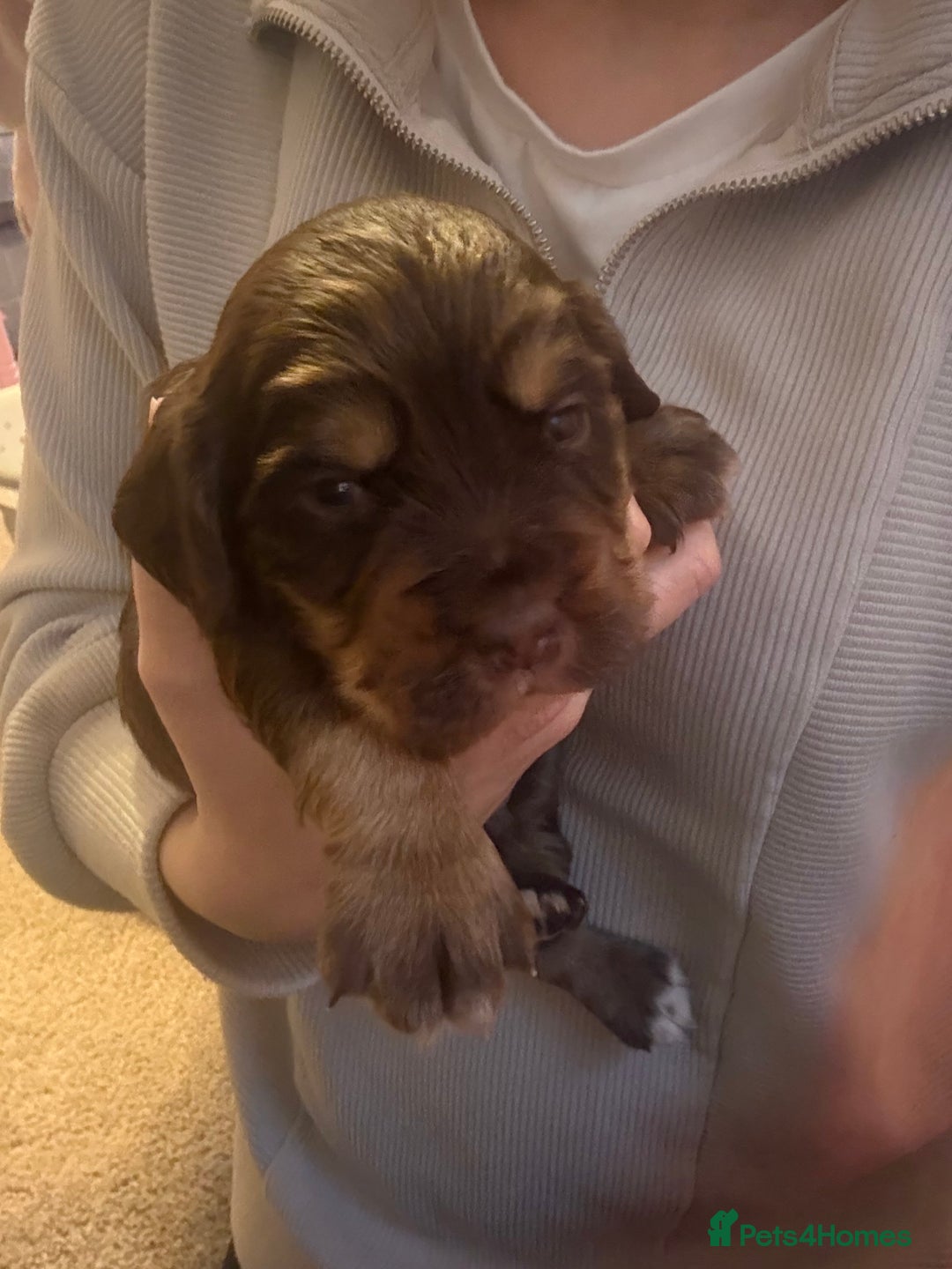 Cocker Spaniel dogs for sale: Working Cocker spaniel puppies  - Advert 6