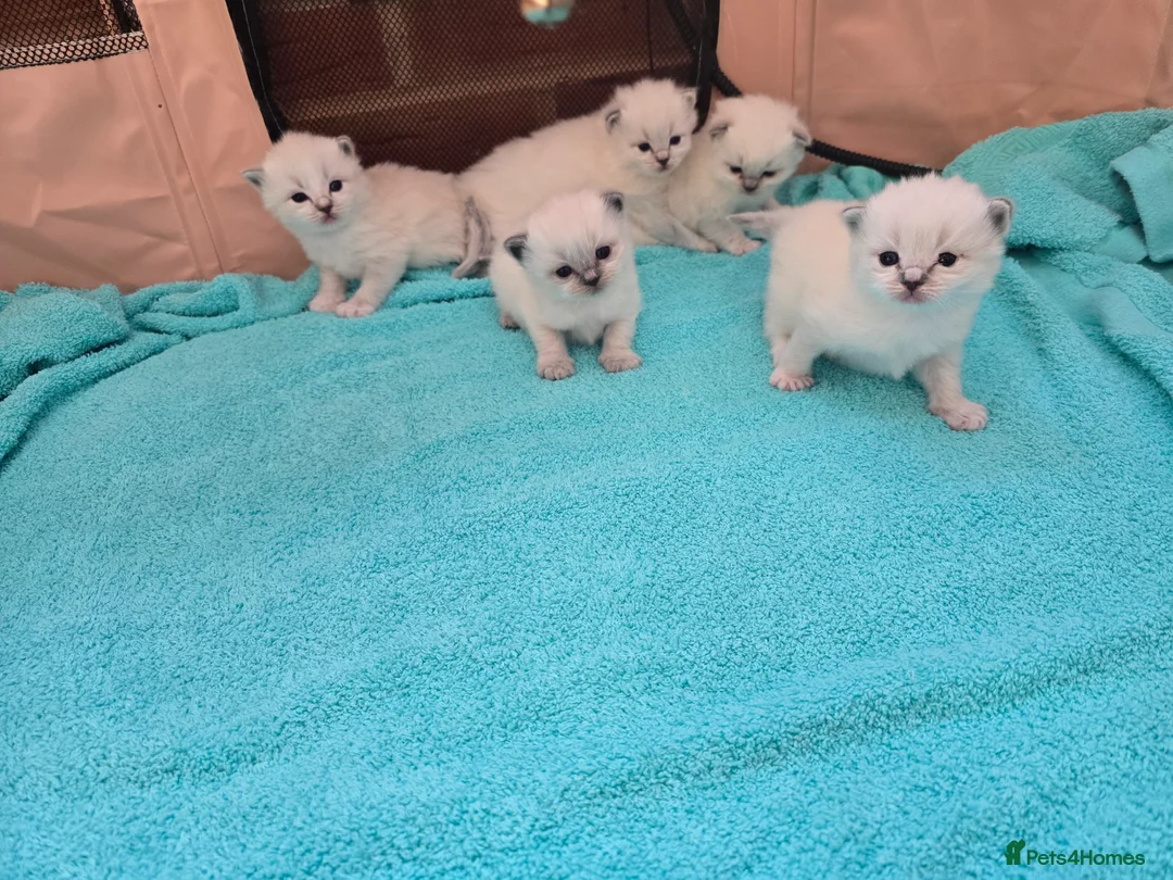 Ragdoll cats for sale: Stunning European bloodline kittens  - Advert 25