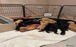 Labrador Retriever dogs for sale: Stunning fox red & black Labrador puppies  - Image 6