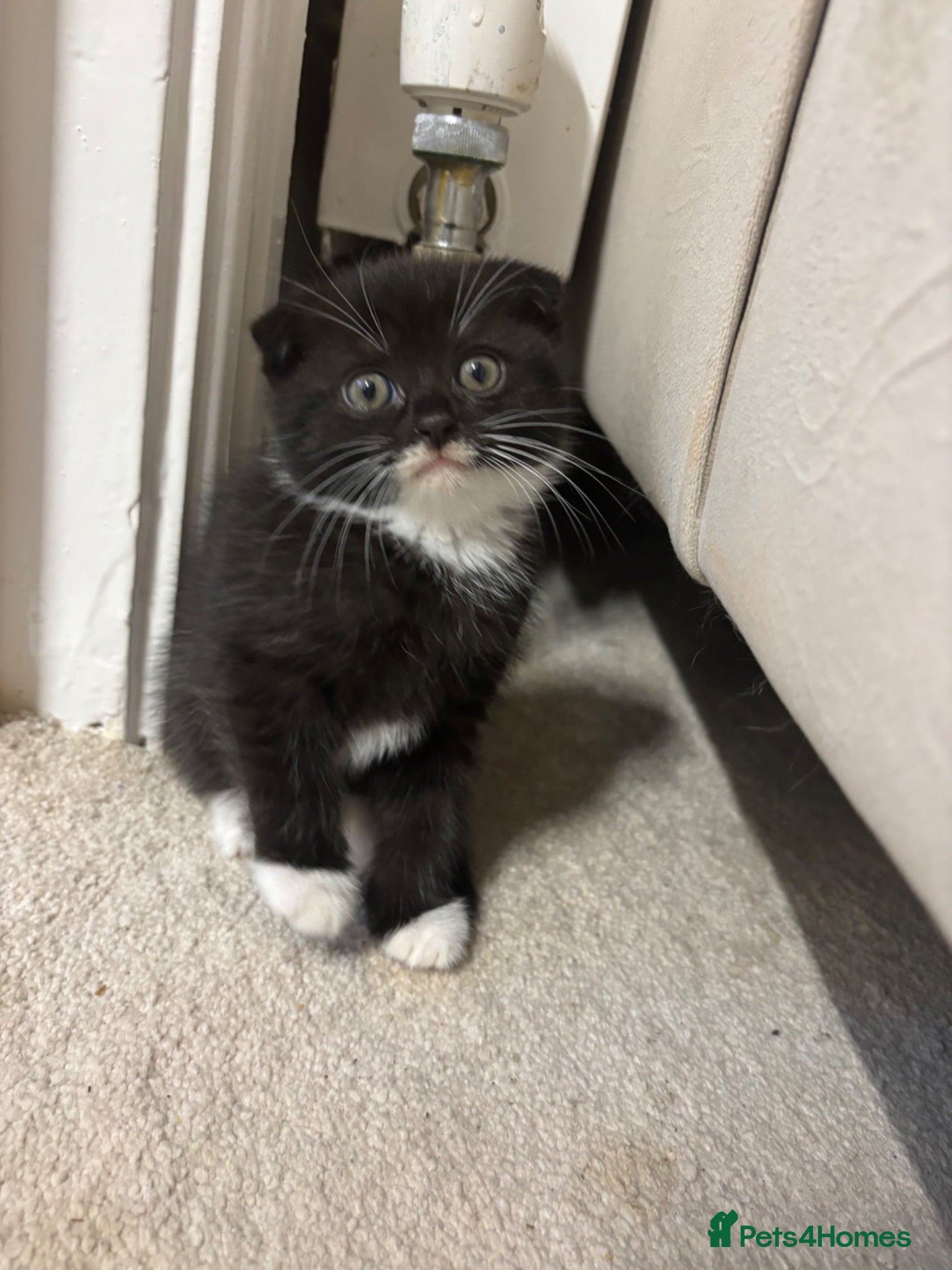 Ragdoll cats Scottish fold/Ragdoll kittens - Advert 2