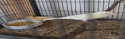 Canaries birds for sale: Yellow mosaic pair - Advert 2